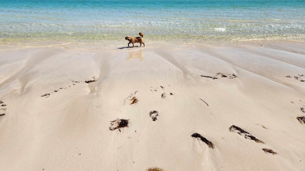 Een strand met voetafdrukken die naar het water leiden en een hond die de zee in loopt.