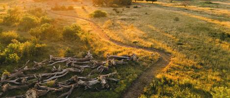 A vast open field with scattered trees and a path leading through.