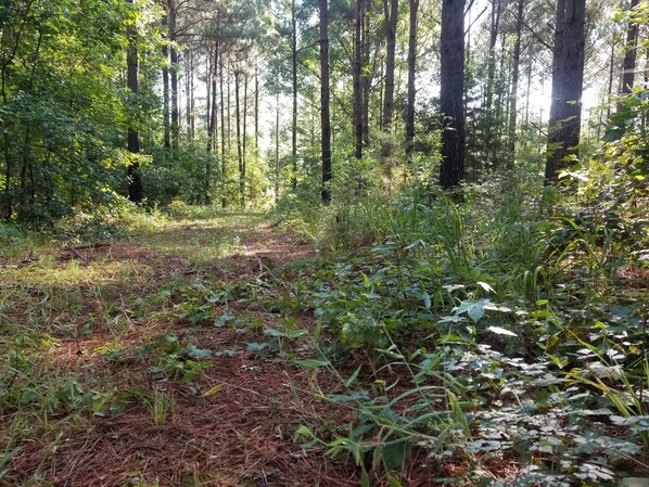 Miscellaneous - Remote 64 acre forest with fishing pond, cabin, barn, greenhouse, (Linden)