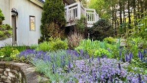 A house with a garden featuring purple flowers and a stone wall. - Sunny Peace Homestay (Harwinton)