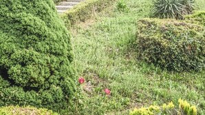 A garden with a metal gate, various plants, and a pathway. - Villa in Vigna Apartment (San Mango sul Calore)
