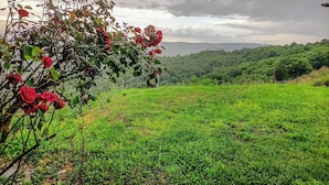 A lush green hillside with a dense forest in the background and a vine with red flowers in the foreground.
