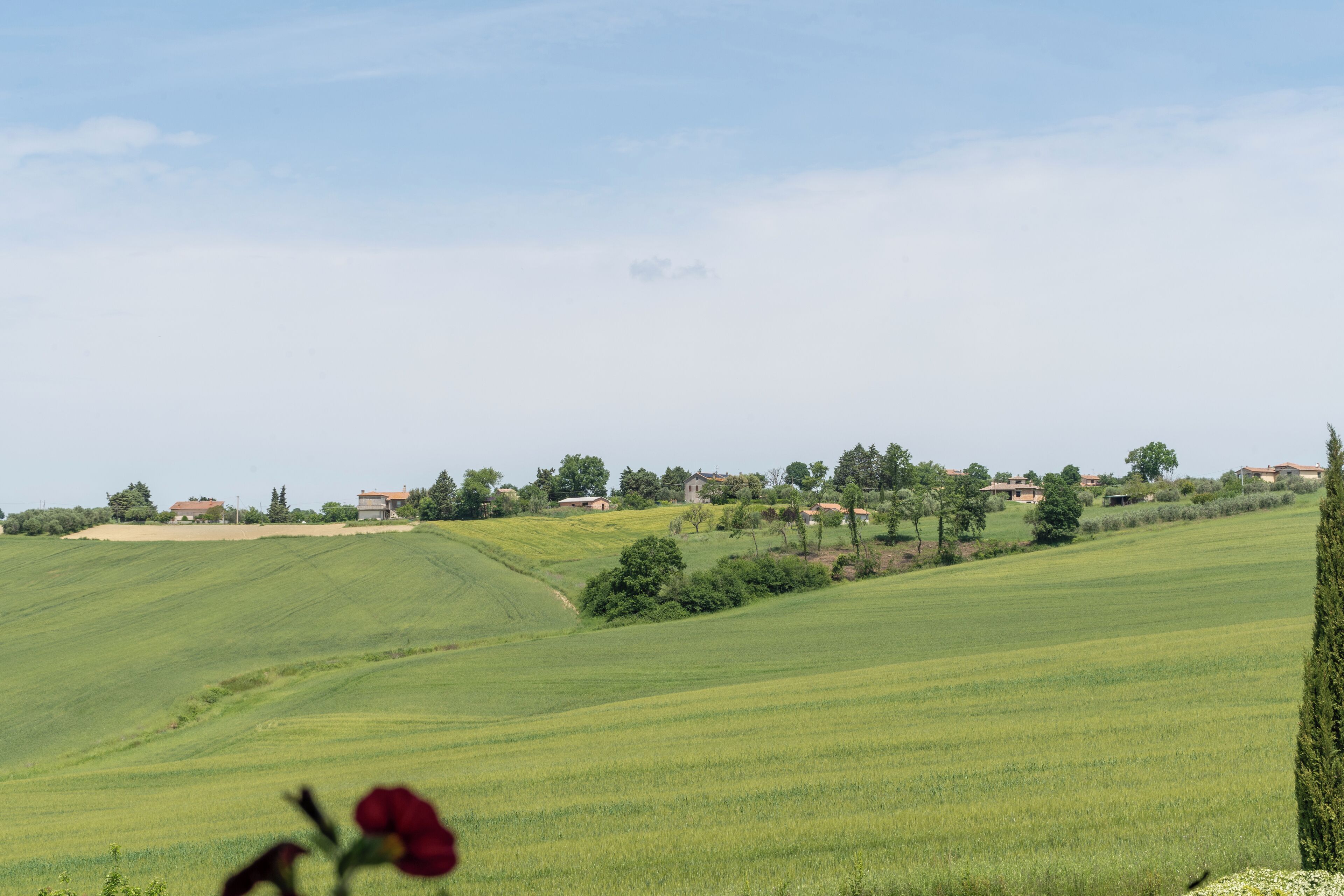Paesaggio rurale con dolci colline verdi, alcune case sparse e un cipresso in primo piano.