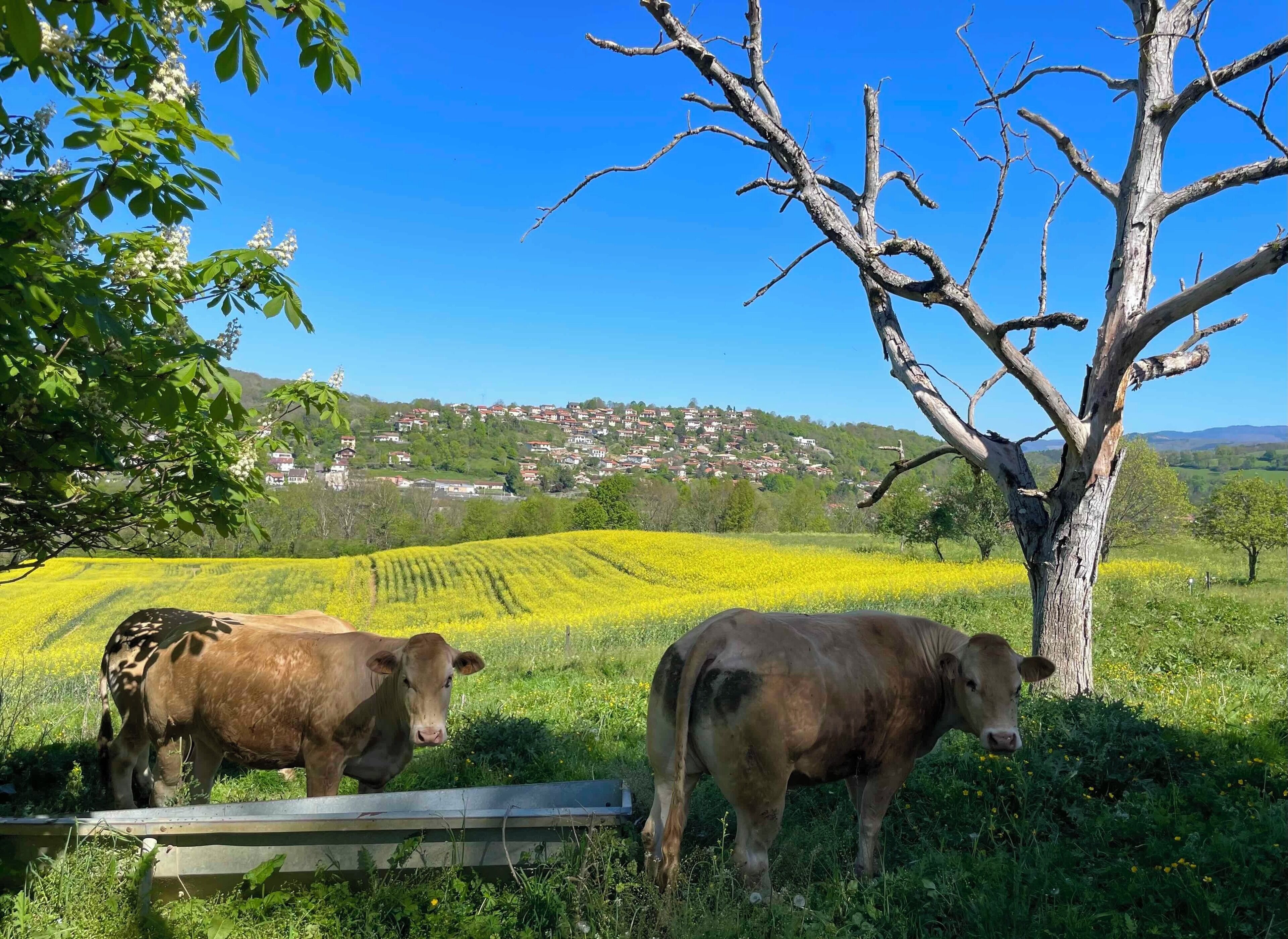 Dos vacas en un campo con un árbol y un pueblo lejano.