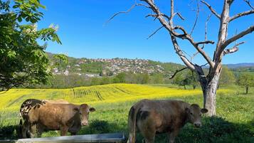 Dos vacas en un campo con un árbol y un pueblo lejano.