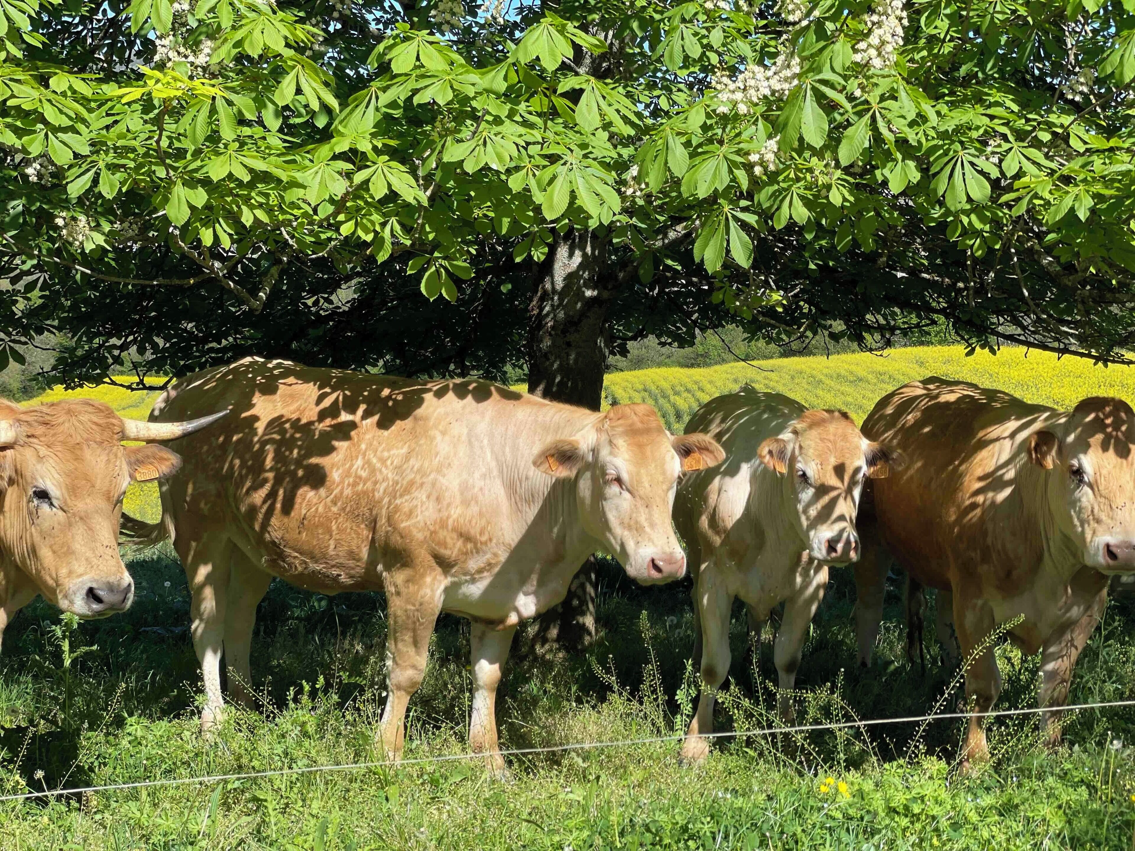 Un grupo de vacas en un campo de hierba con árboles al fondo.