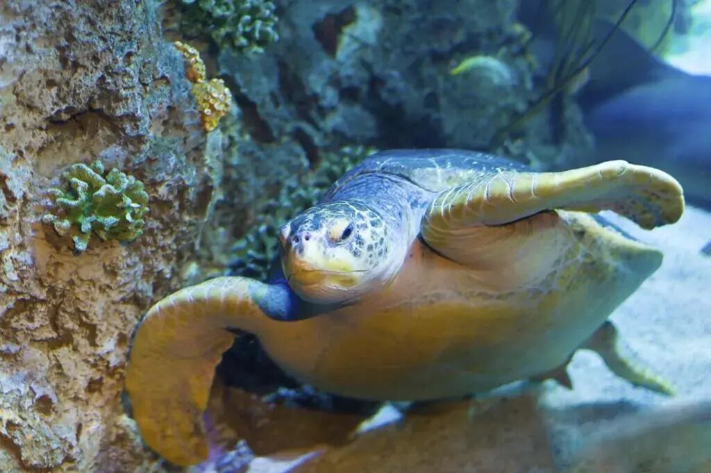 A sea turtle with a yellow head and flippers, resting against a rock surface with green algae.