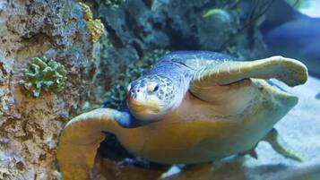 A sea turtle with a yellow head and flippers, resting against a rock surface with green algae.