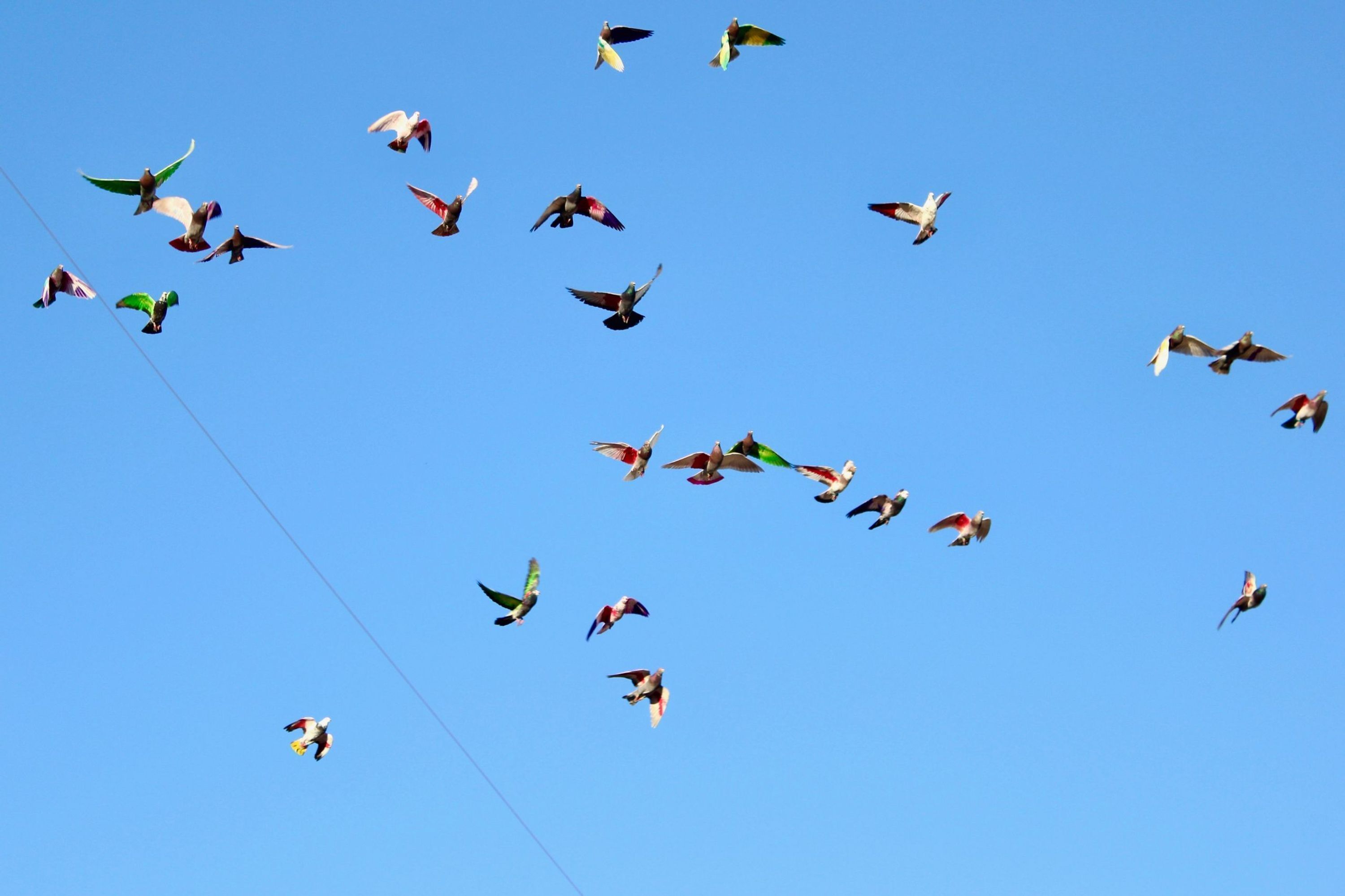 Un cielo azul despejado con numerosos pájaros volando.