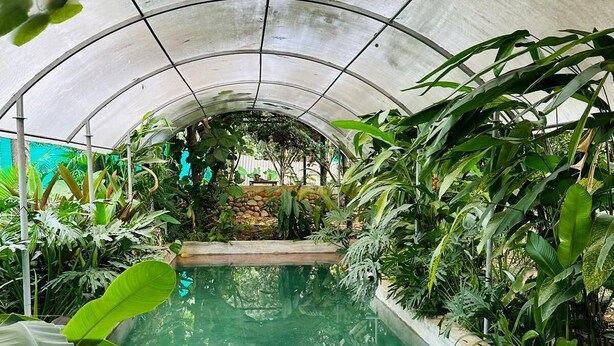 Een kas met een centraal gelegen zwembad, omringd door verschillende tropische planten.