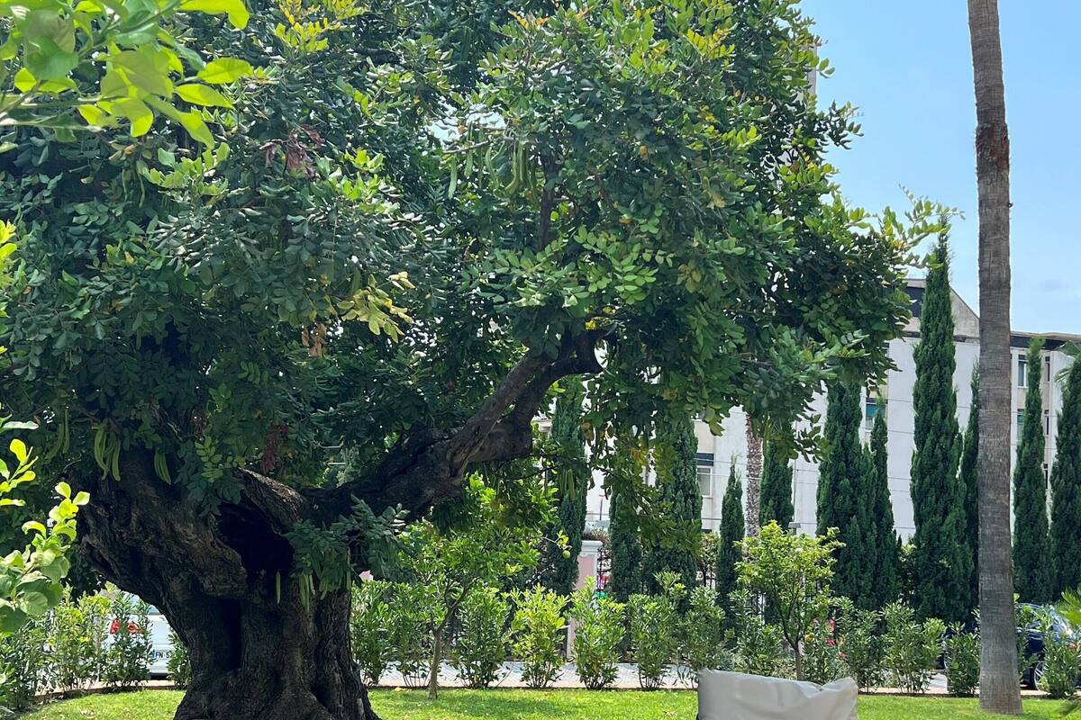 Un jardín exuberante con un gran árbol, mobiliario de mimbre blanco y una palmera.