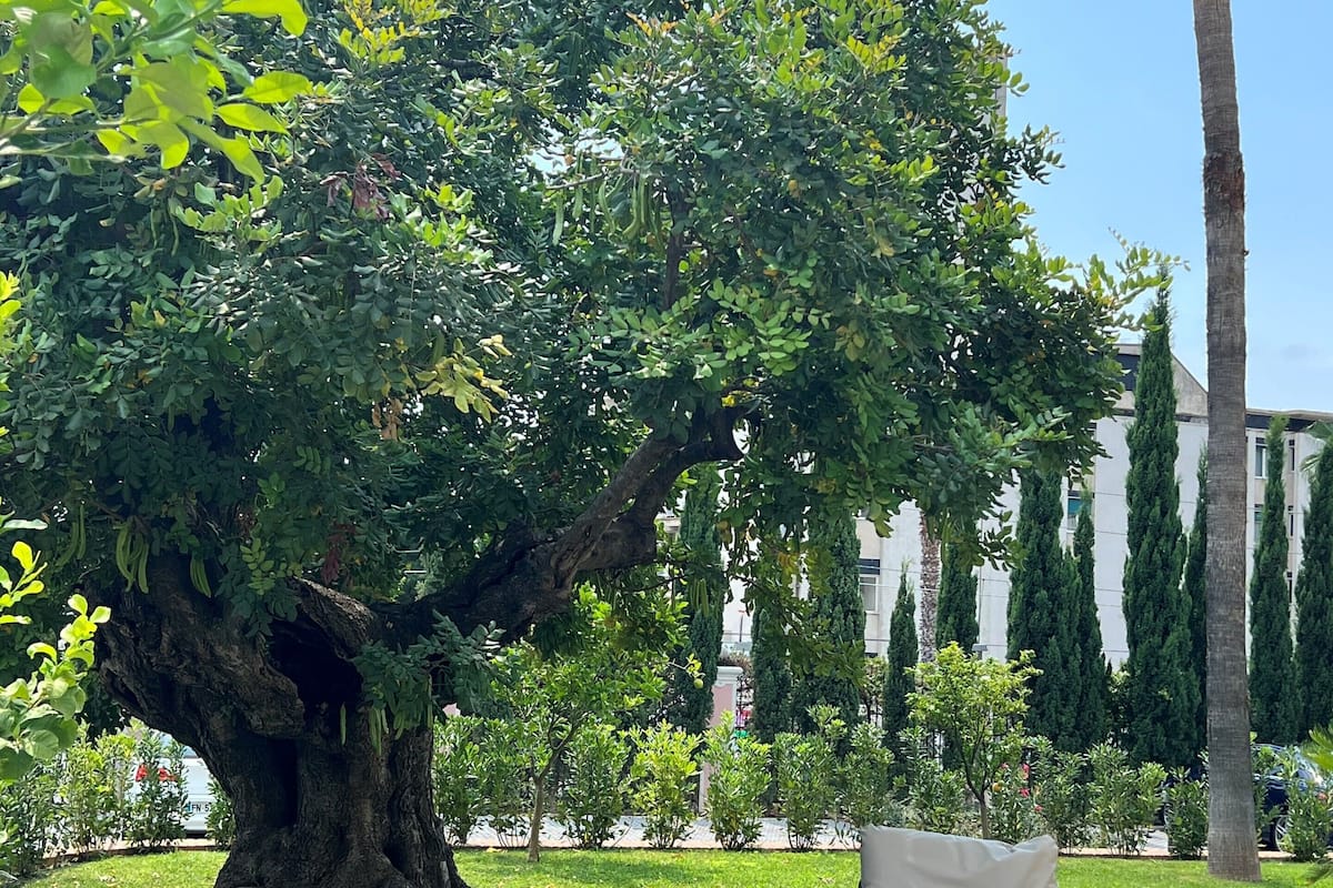 Leilighet – deluxe, terrasse, hageutsikt | Utsikt fra rommet