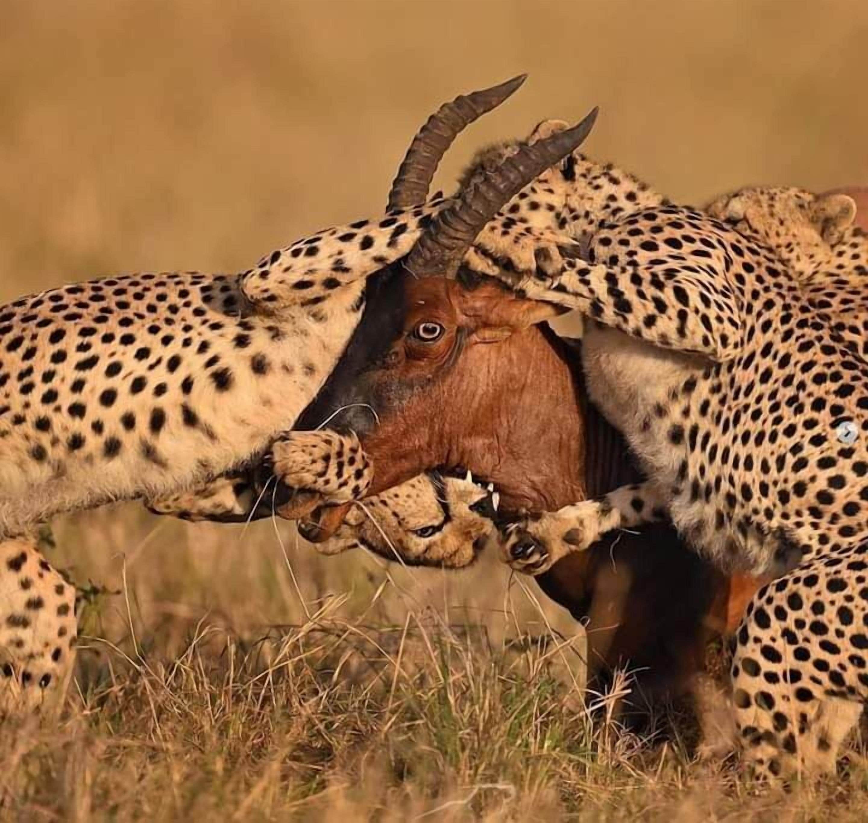 A cheetah attacking a kudu in a grassy field.