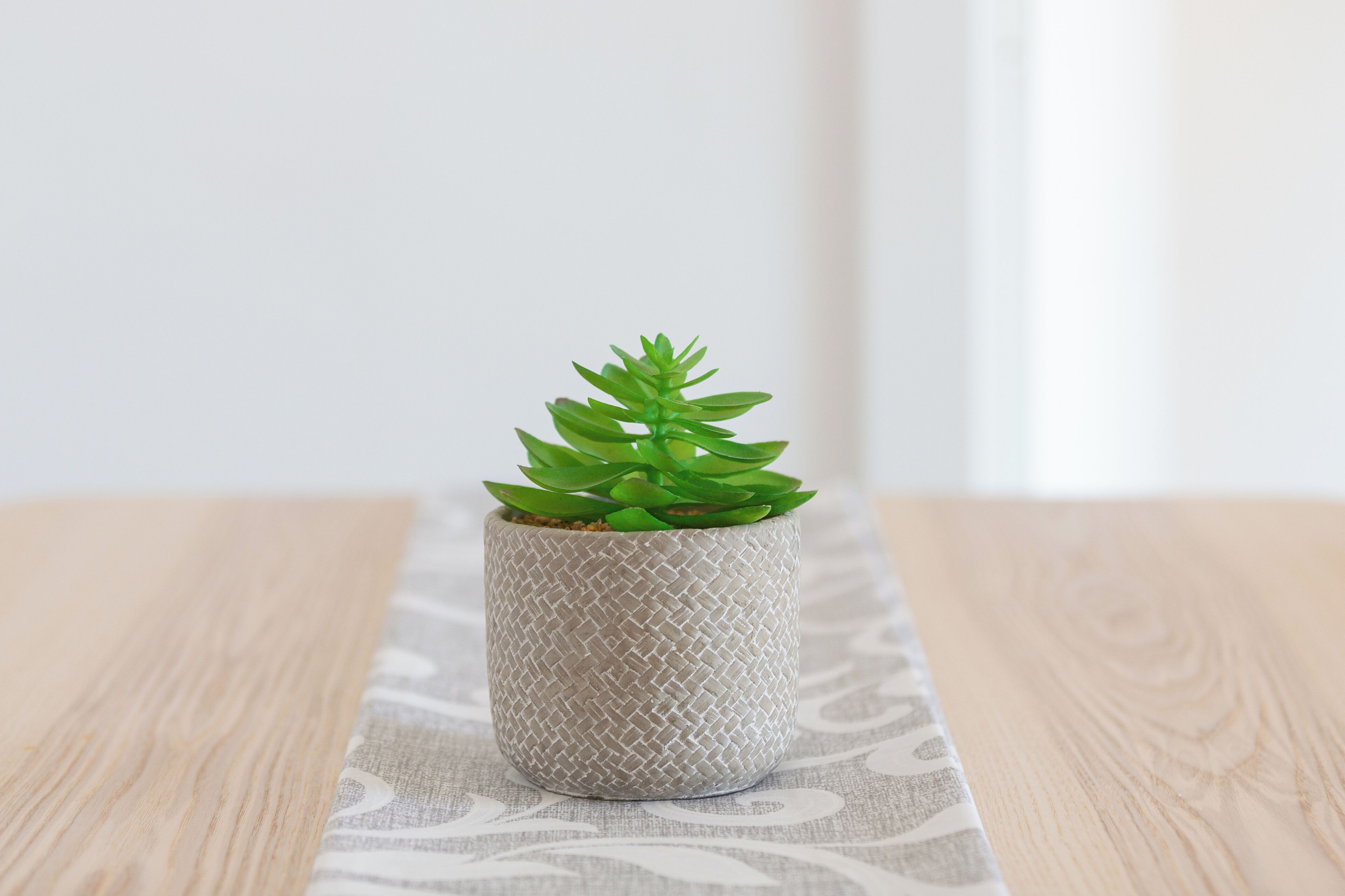 Una succulenta in vaso su un tavolo di legno con una tovaglia decorata.