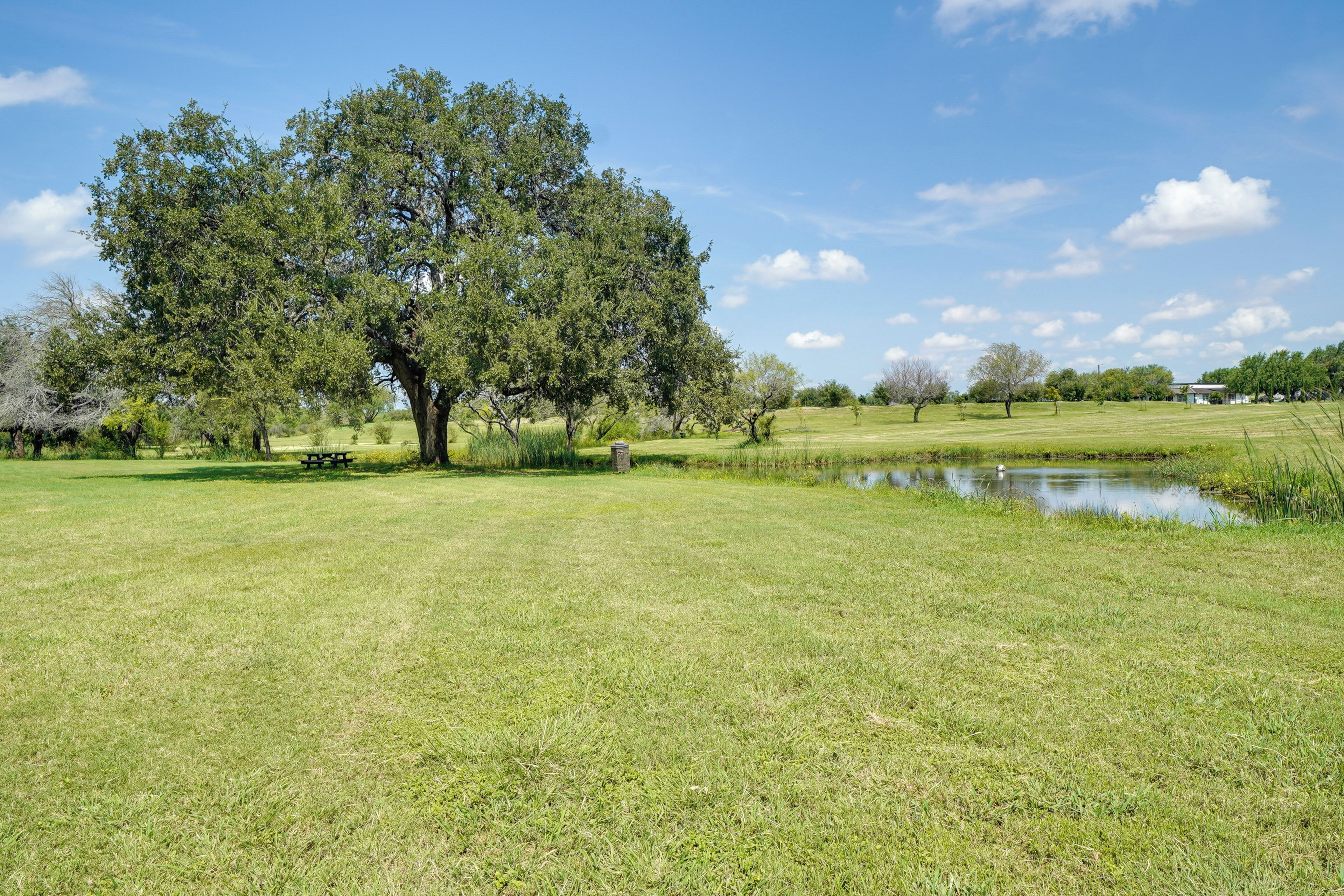Eine Wiese mit einem großen Baum und einem kleinen Teich.