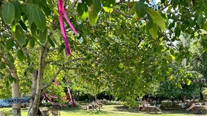 Ein grünes Areal im Freien mit einem Baum, Stühlen und einem Gartenschlauch.