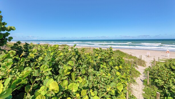 Una playa con vegetación verde exuberante al frente y un cielo azul despejado.