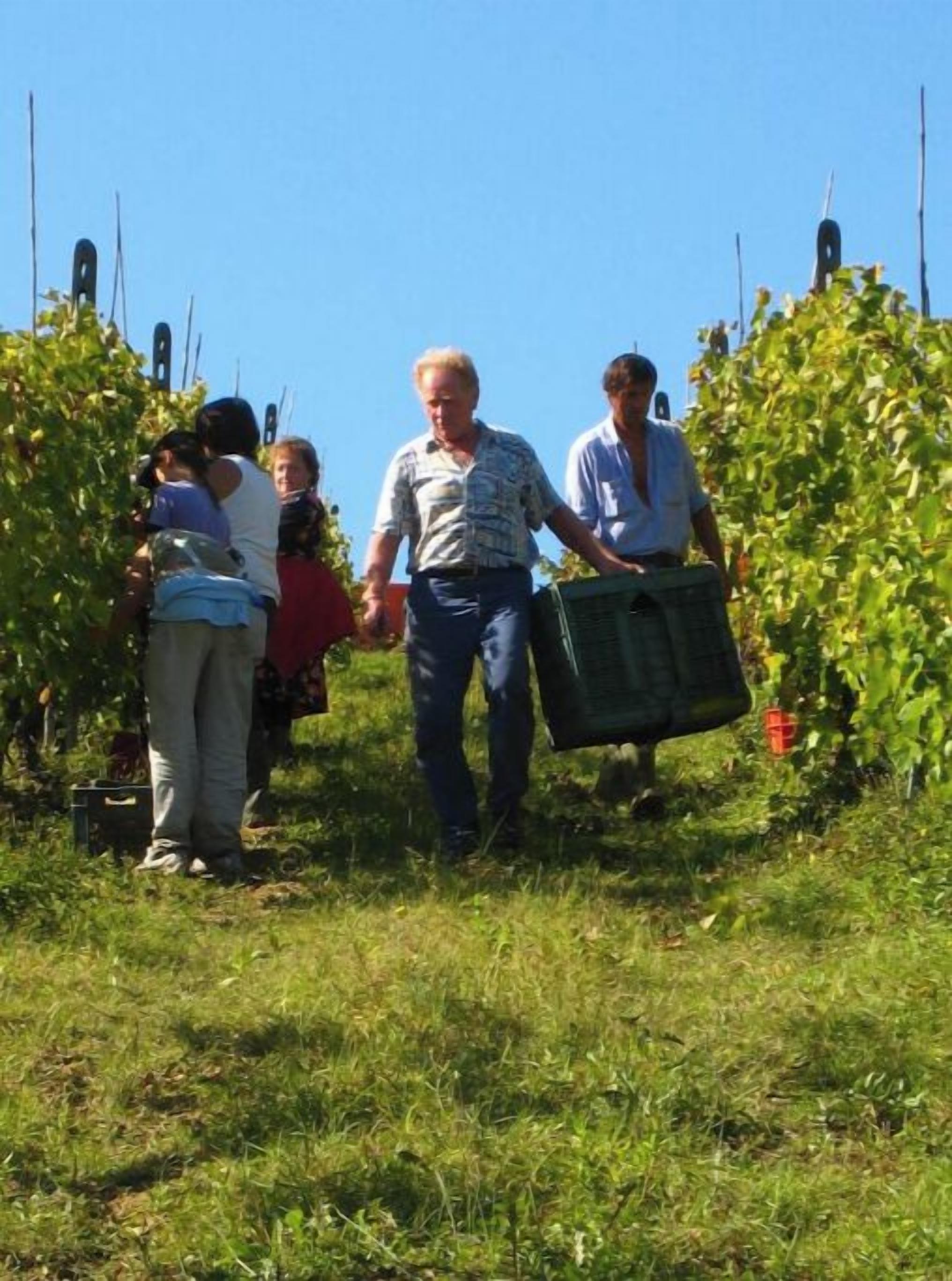 A group of people walking through a vineyard with rows of grapevines and tall poles.