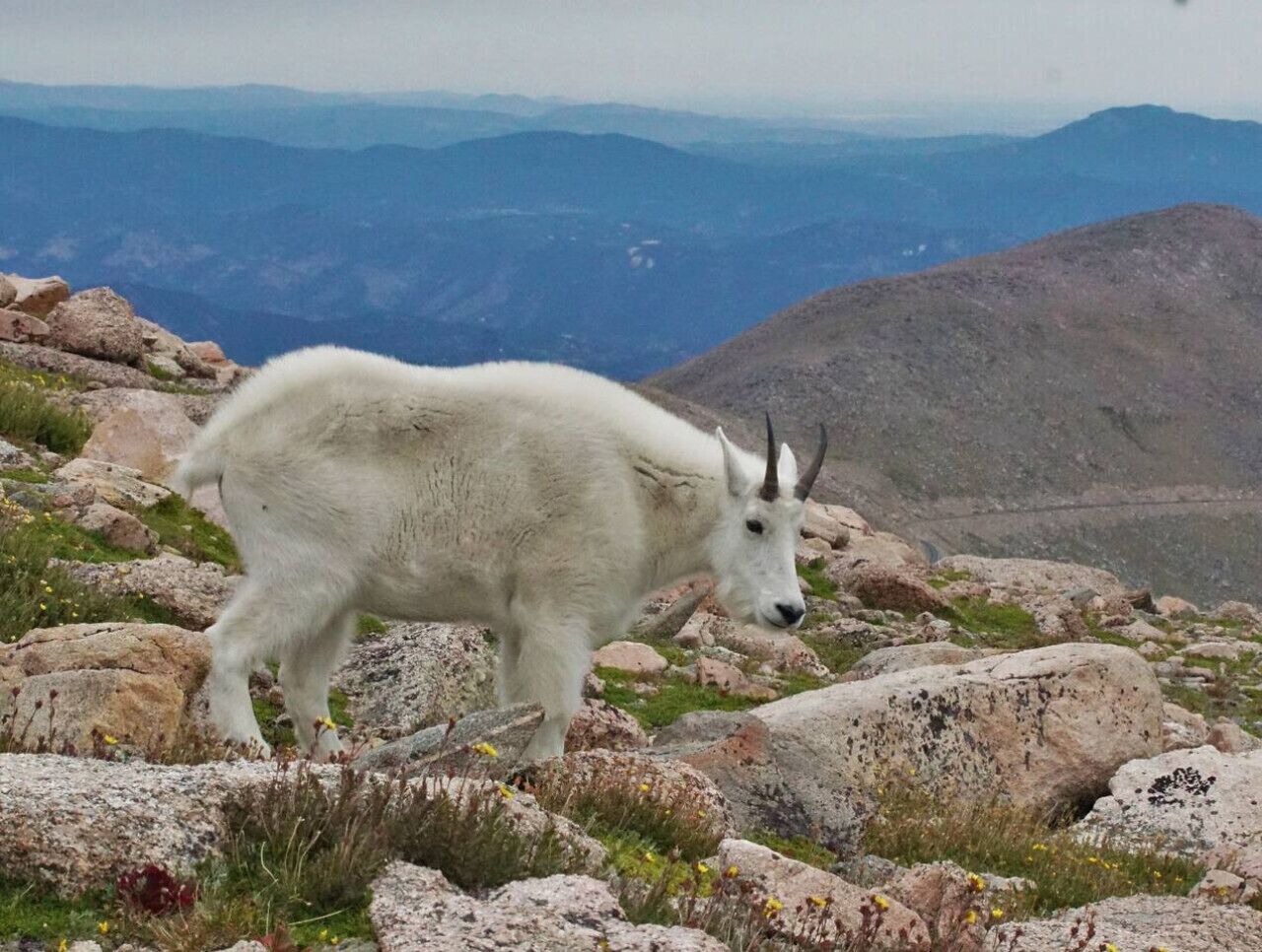 Une chèvre blanche se tient sur un terrain rocheux, avec une chaîne de montagnes en arrière-plan.