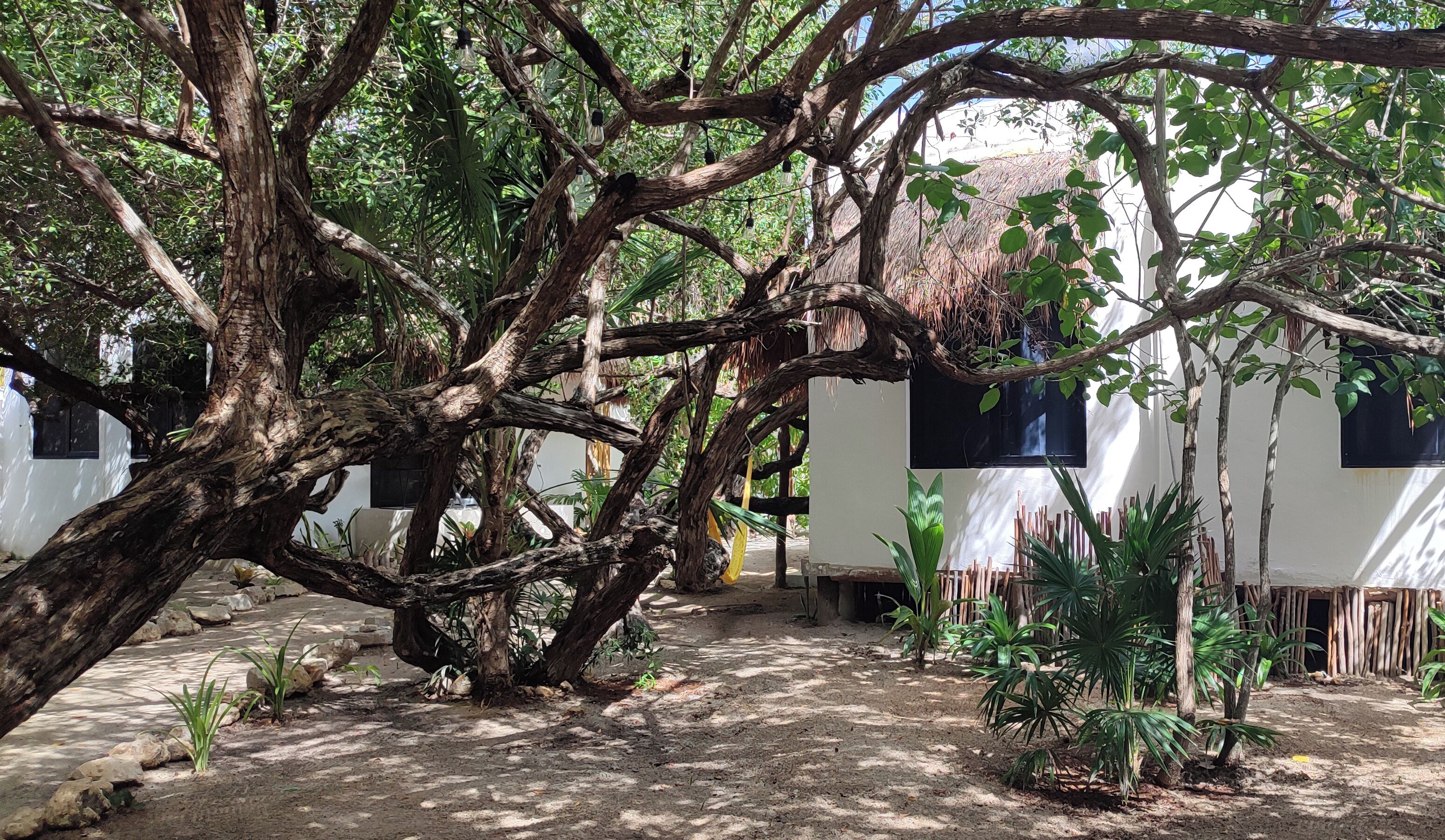 A rustic outdoor area with a large tree, white buildings, and some greenery.