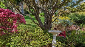 A garden with a birdbath, various flowering plants, and a lawn. - The Outlook in Leura (Leura)