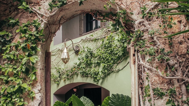 An arched doorway with a rustic stone wall, overgrown with vines and greenery, leading to a shaded interior space. - Casa Nueve (San Miguel de Allende)