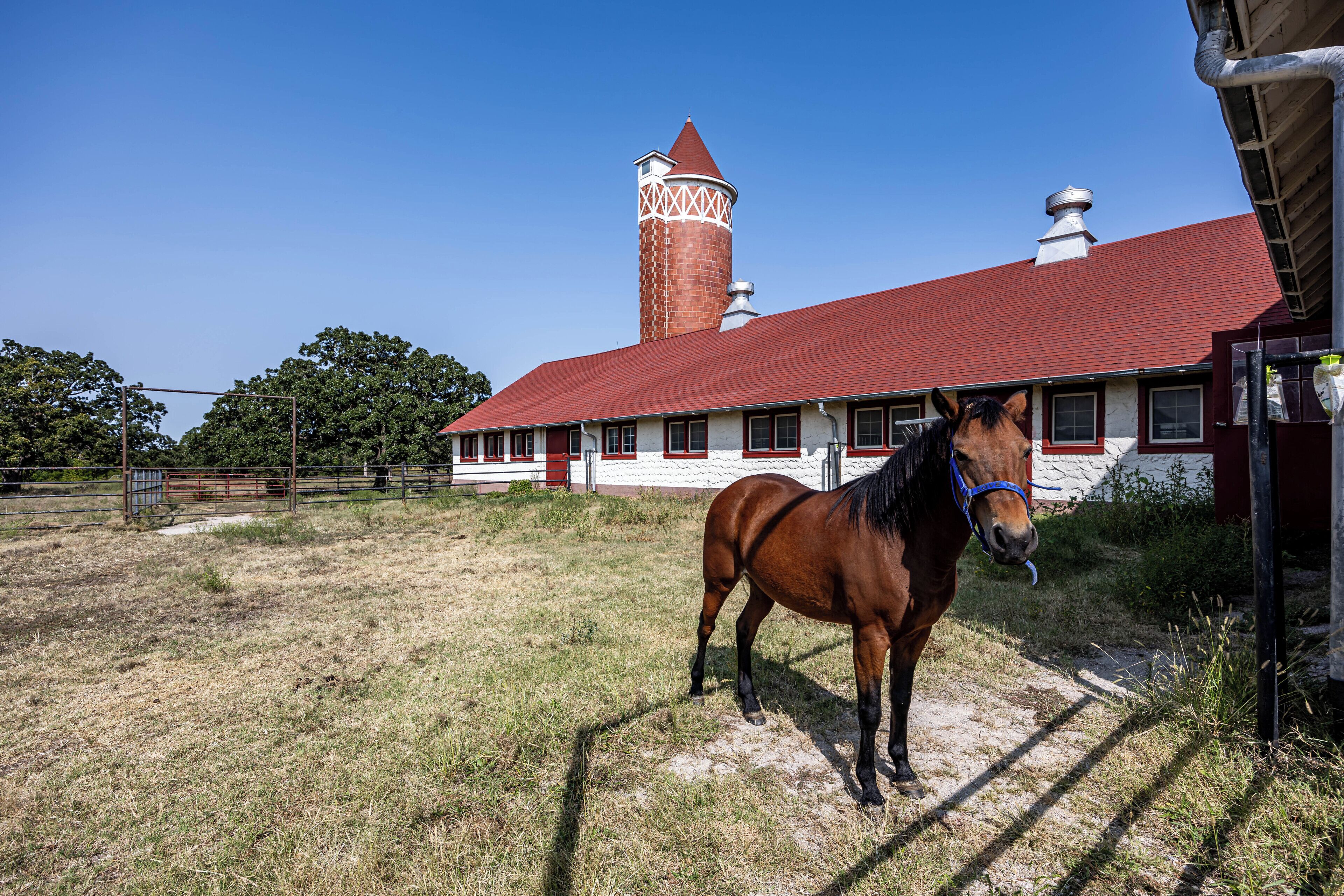 Un cheval se tient dans une écurie, avec un bâtiment à toit rouge et une tour en arrière-plan.