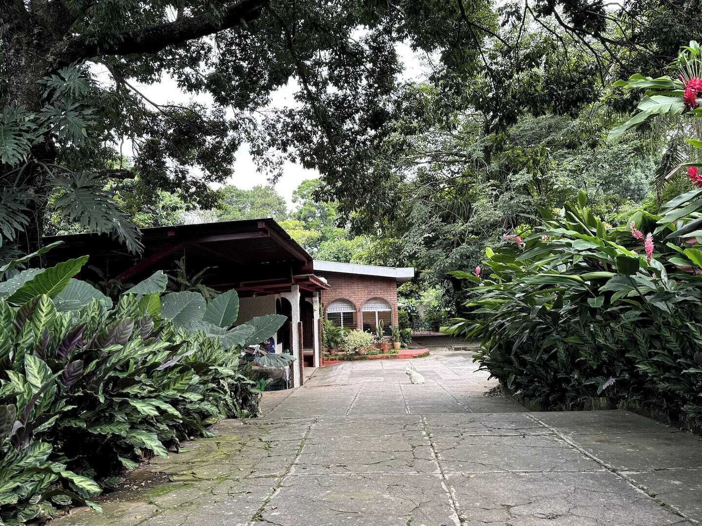 A pathway leading to a brick building with arched windows, surrounded by lush greenery and large-leafed plants.