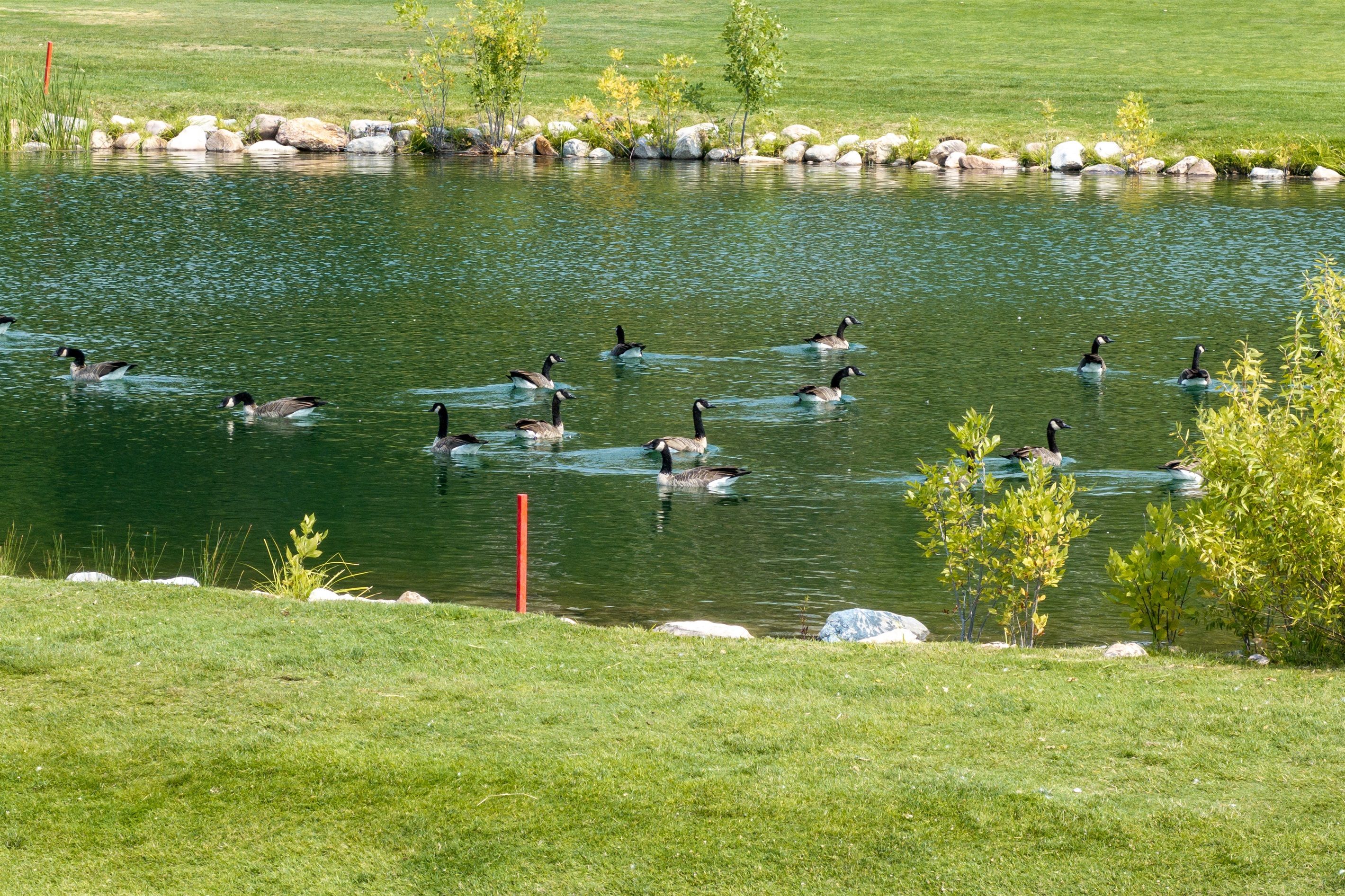 A pond with ducks swimming, surrounded by grass and rocks.