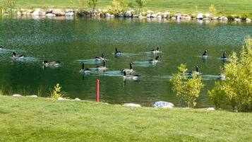 A pond with ducks swimming, surrounded by grass and rocks.