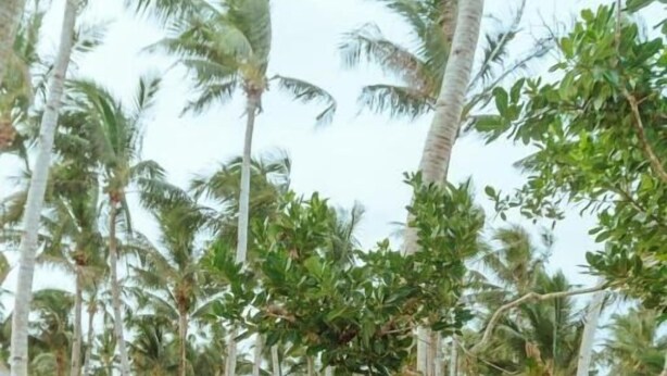 A tropical outdoor dining area with wicker chairs and a table, surrounded by palm trees and a thatched-roof building. - INARA Siargao (General Luna)