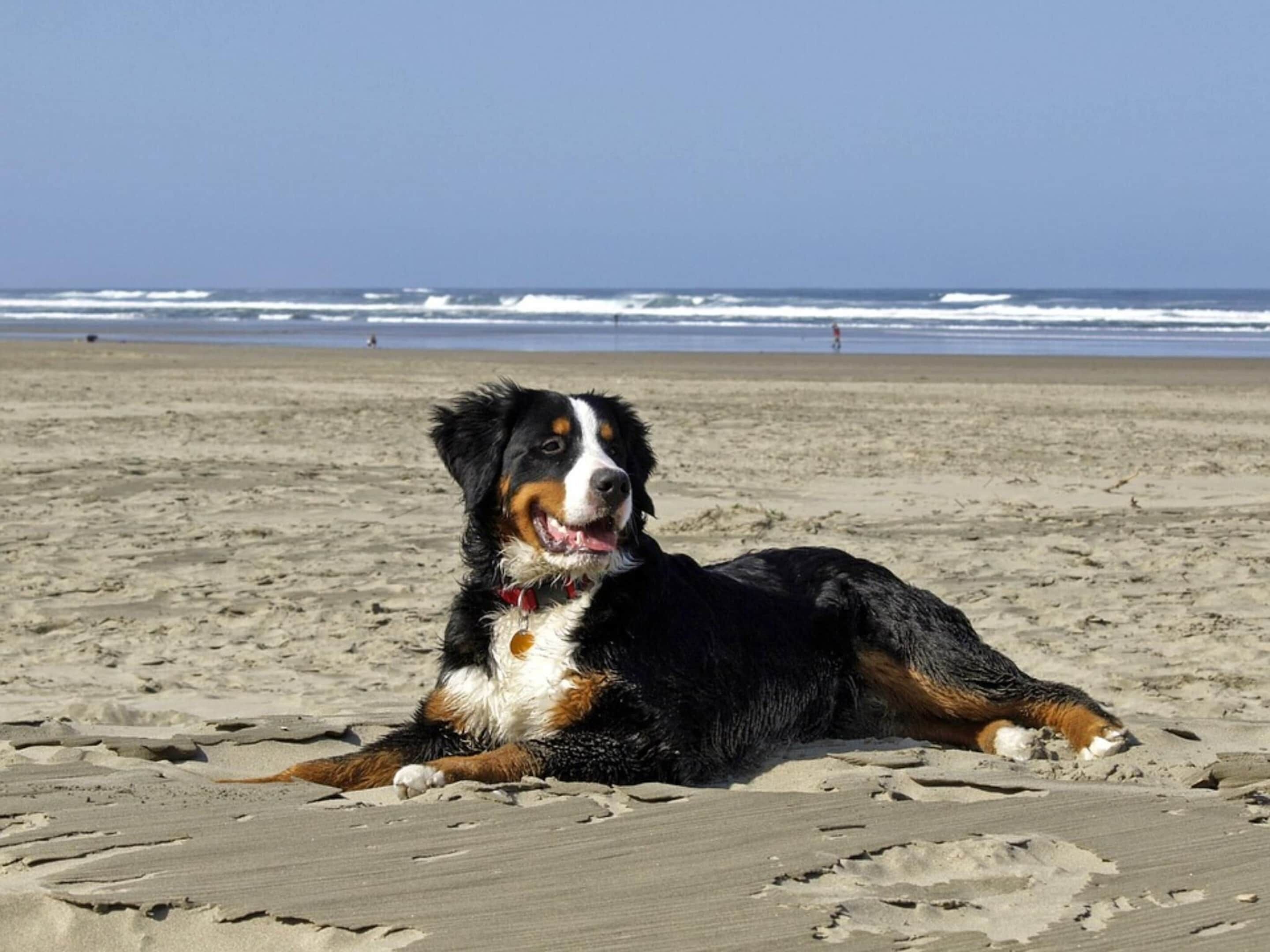 Un chien allongé sur une plage de sable, avec l’océan en arrière-plan.