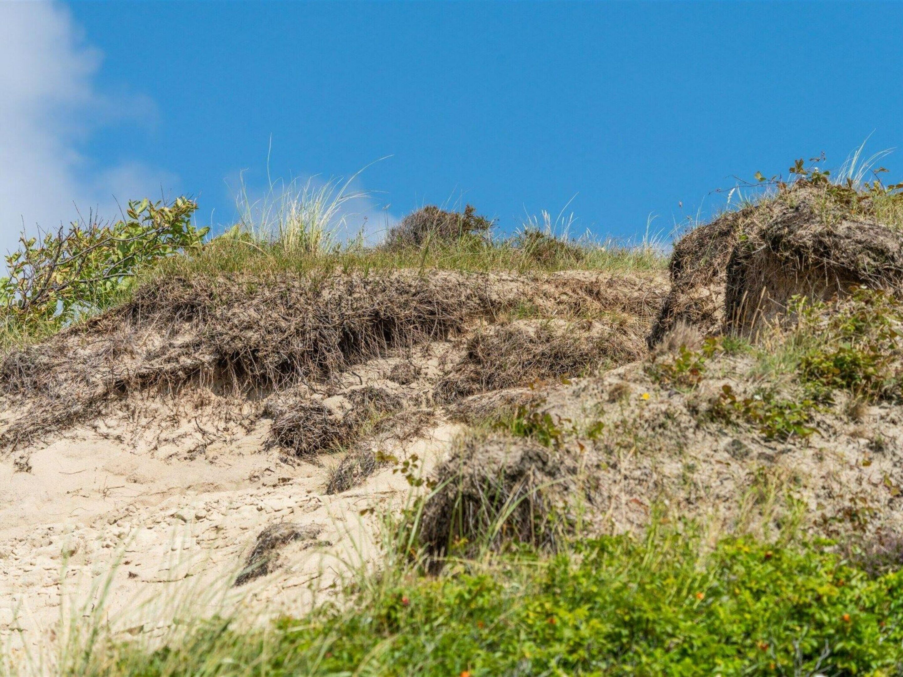 En sandstrand med gles vegetation och en klarblå himmel.