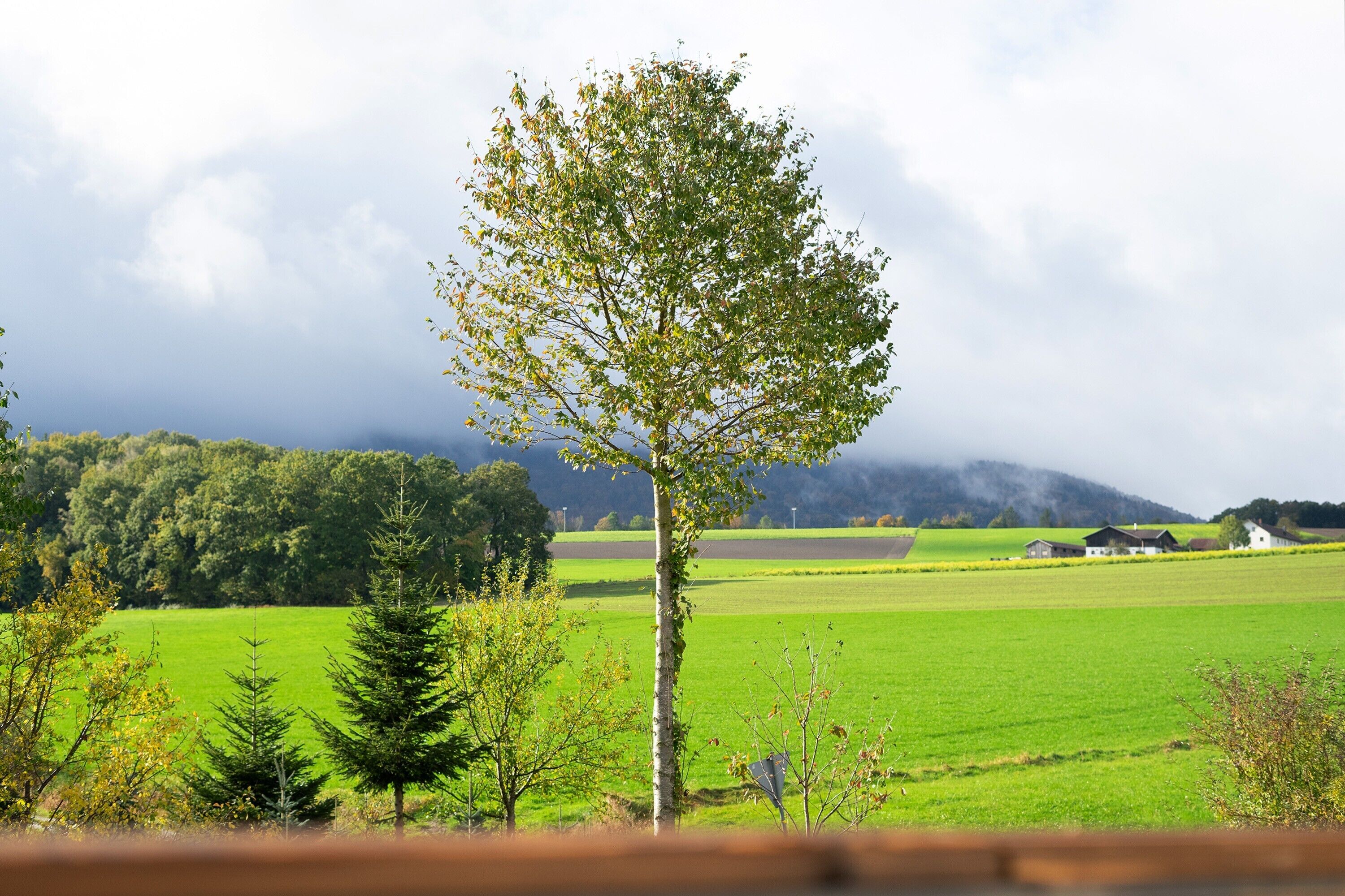 A rural landscape with a prominent tree, green fields, and distant mountains.