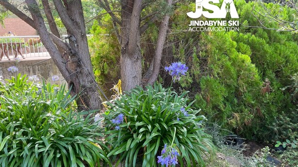 Un jardin avec des arbres, des arbustes et des fleurs violettes.