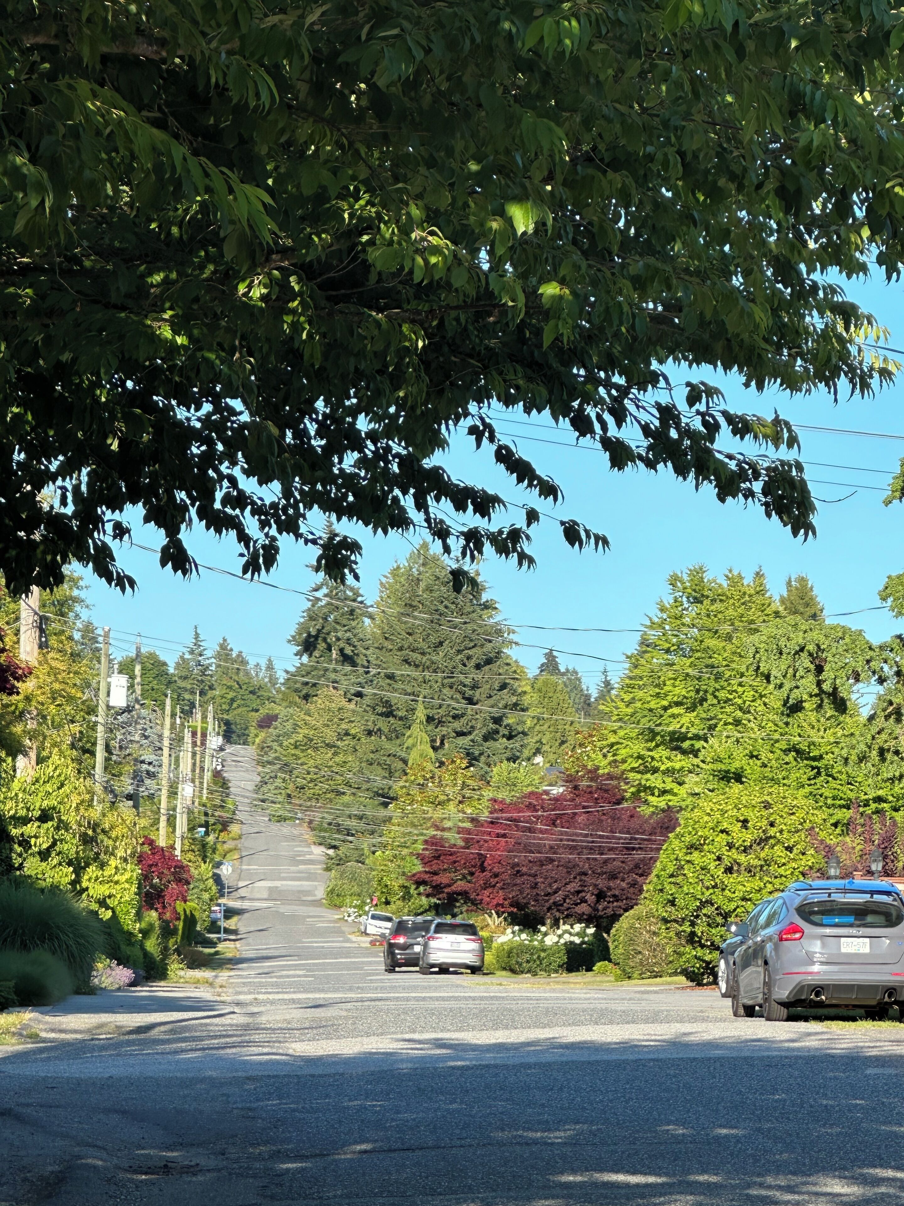A residential street with parked cars, trees, and a clear blue sky.