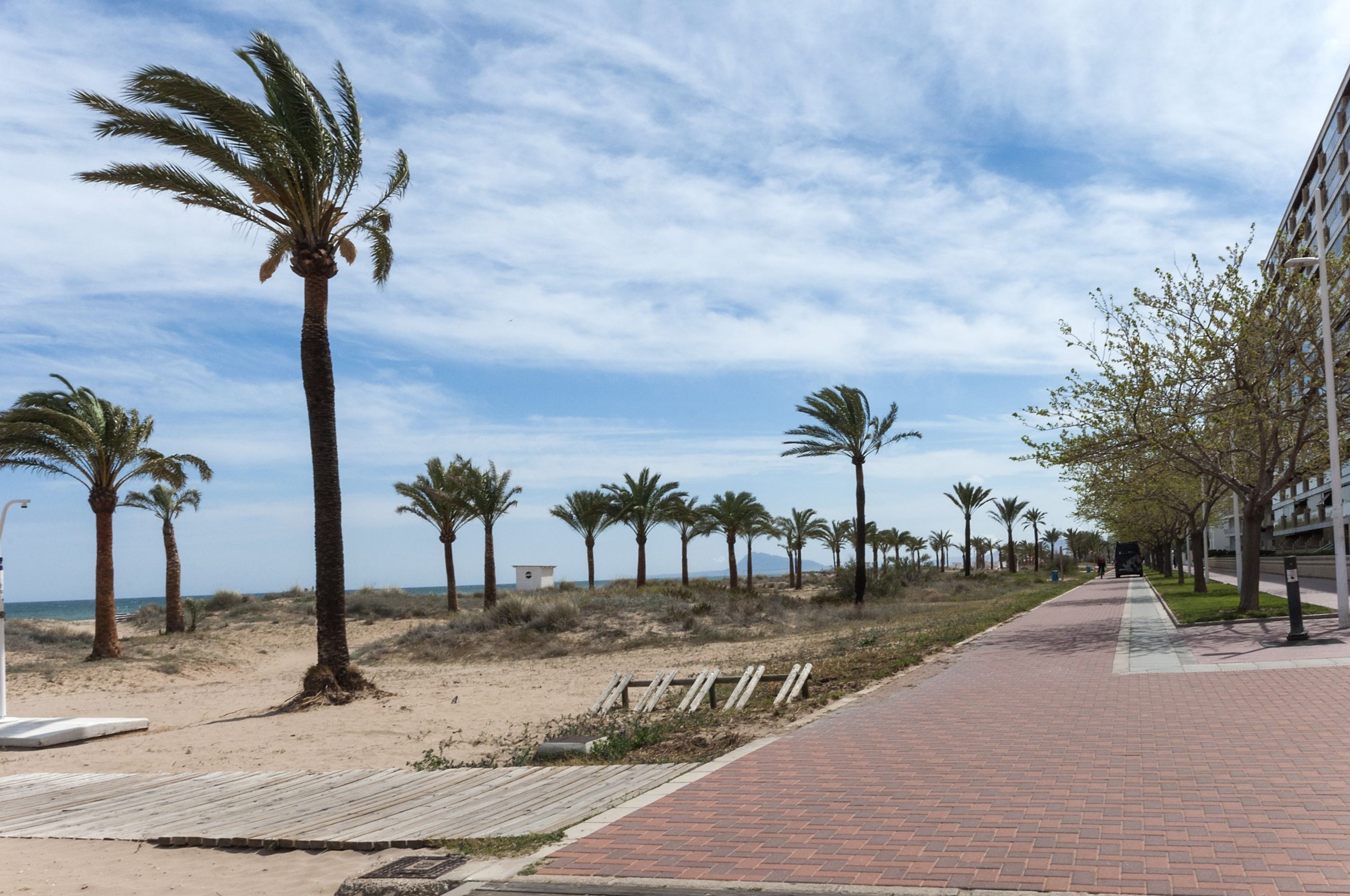 Ein gepflasterter Weg, gesäumt von Palmen, mit einem Strand im Hintergrund.