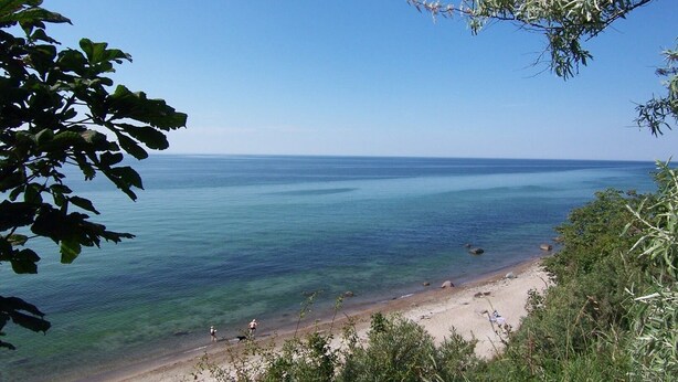 Une plage avec une eau cristalline, un rivage sablonneux et quelques plantes vertes au premier plan.