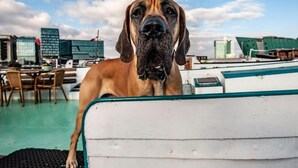 A large dog on a boat with a cityscape in the background.