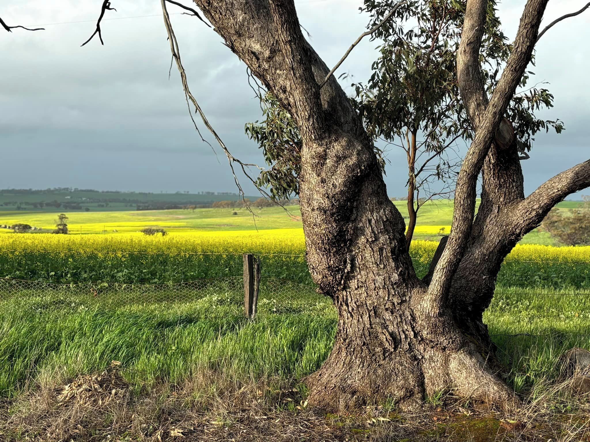 A tree in a field with a fence in the foreground and a field of yellow flowers in the background.