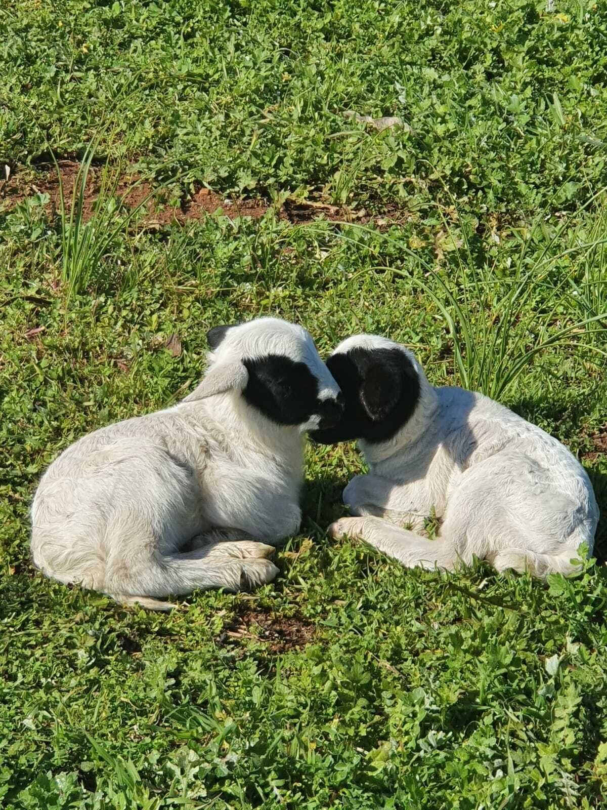 Dos perros sentados en el césped.