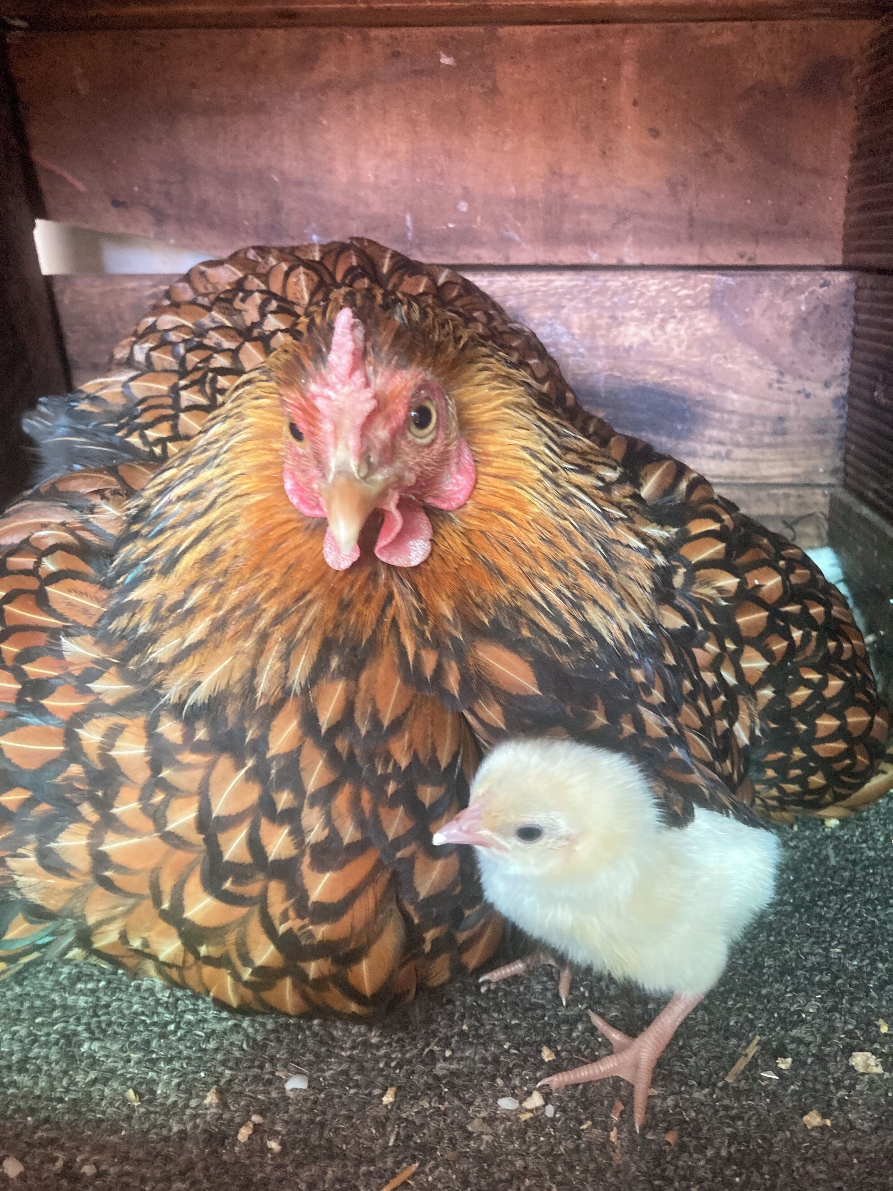 A chicken and a chick in a coop.