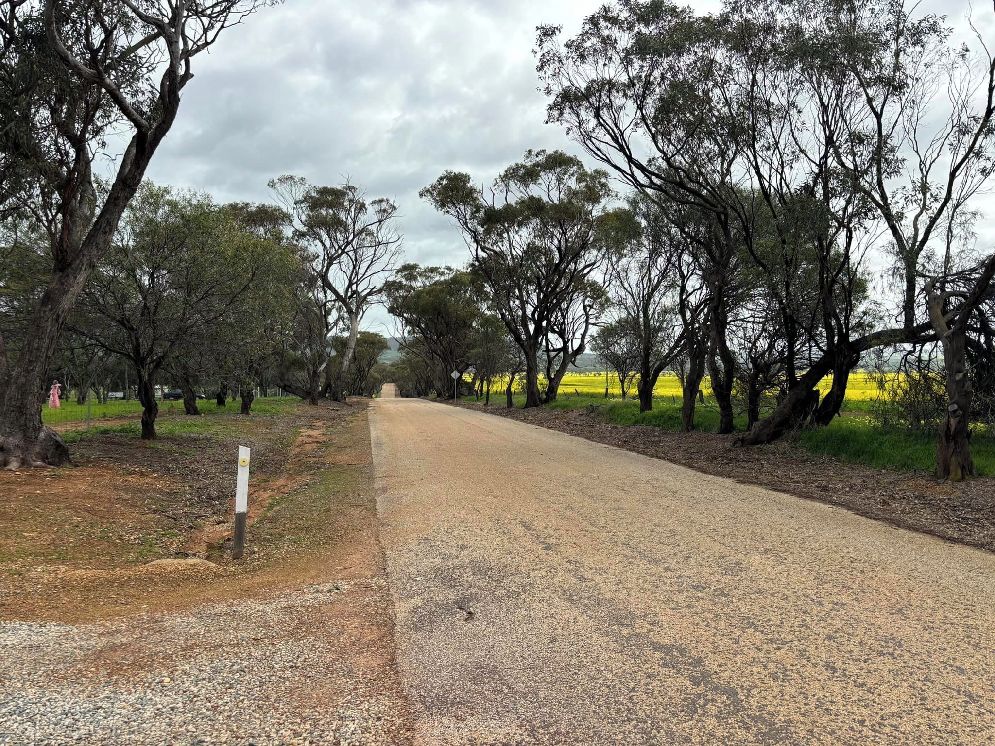Un chemin de gravier bordé d’arbres et traversé par un champ.