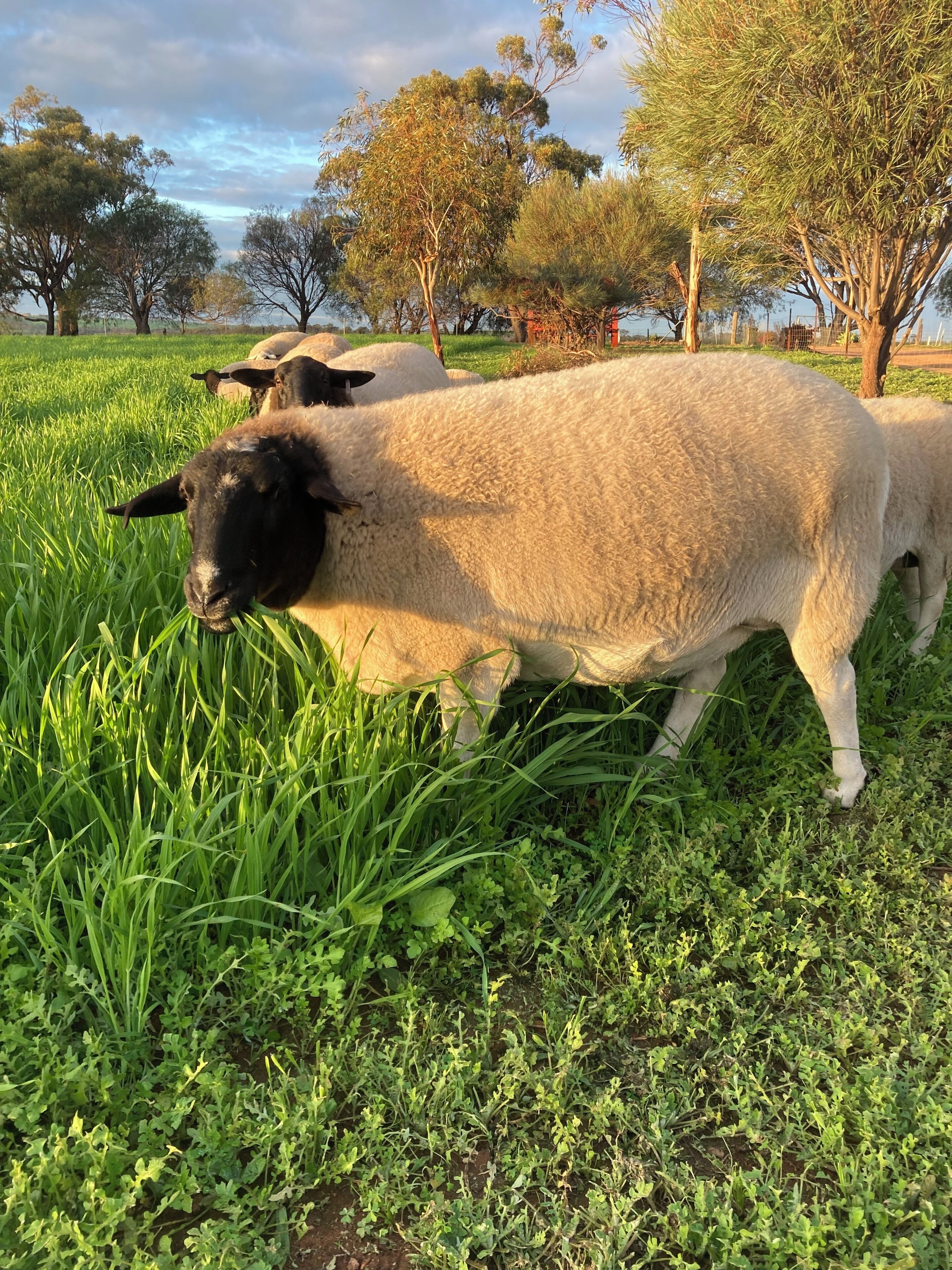 Un campo cubierto de hierba con ovejas pastando.