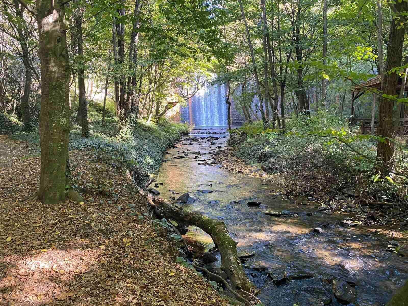 Ein bewaldetes Gebiet mit einem Bach und einem Wasserfall.