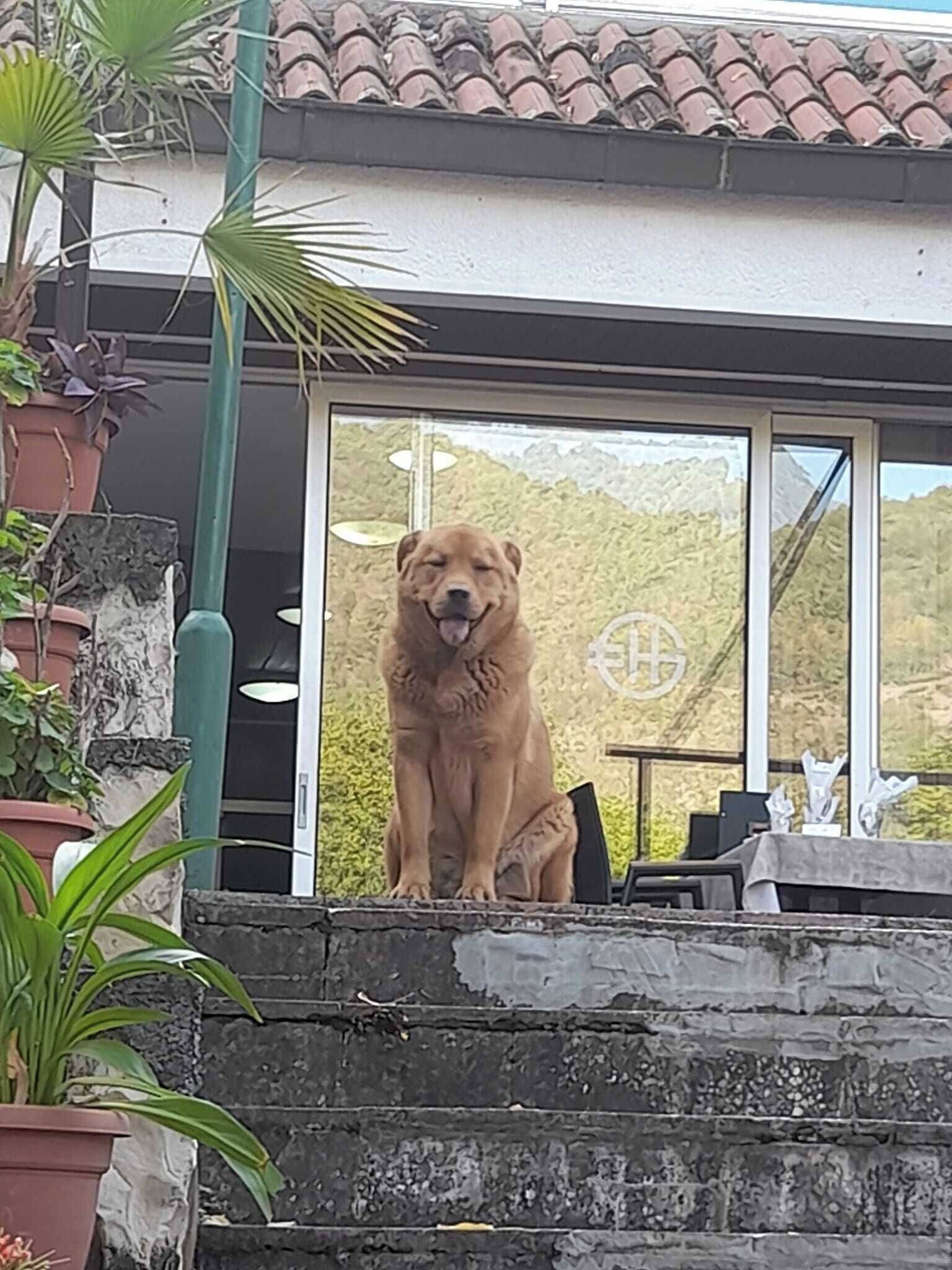 A large dog sitting on a stone ledge outside a building with a tiled roof and potted plants.