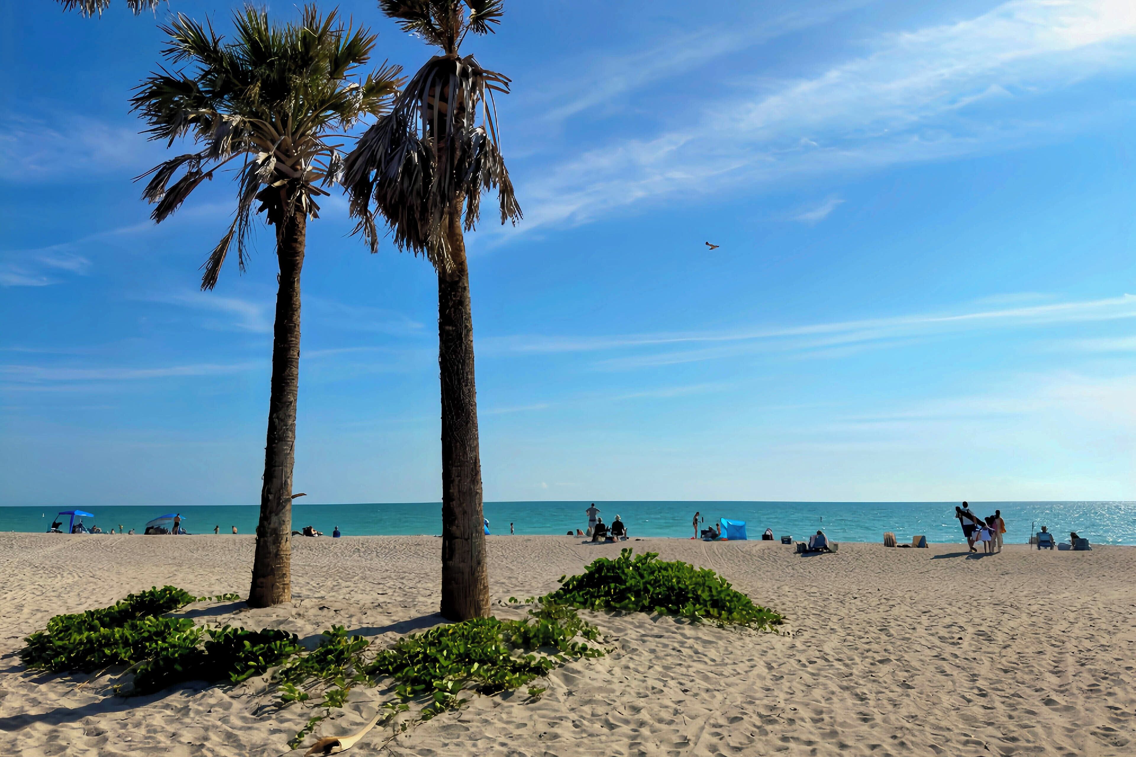A beach with palm trees, people, and a clear sky.