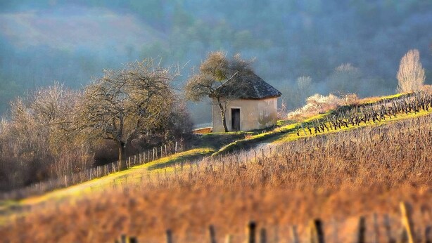 A rustic house with a sloped roof, surrounded by a field and trees. - Stone house with swimming pool, in the heart of the vineyards of Nuits Saint Georges (Meuilley)