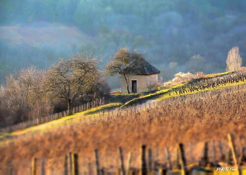 Stone house with swimming pool, in the heart of the vineyards of Nuits Saint Georges