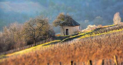 Stone house with swimming pool, in the heart of the vineyards of Nuits Saint Georges